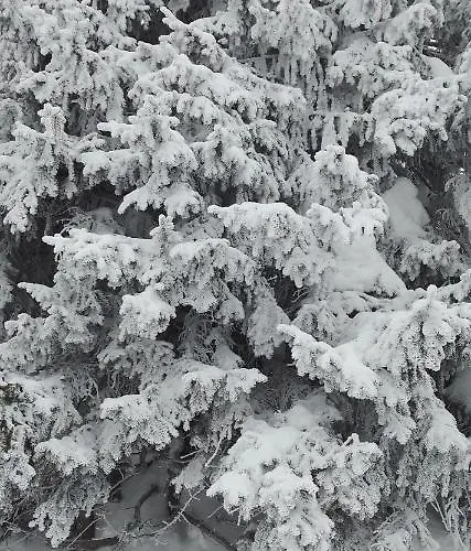 Aletsch Dreams Apartment