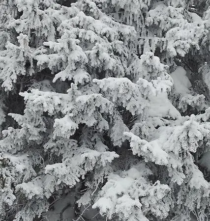 Aletsch Dreams דירה